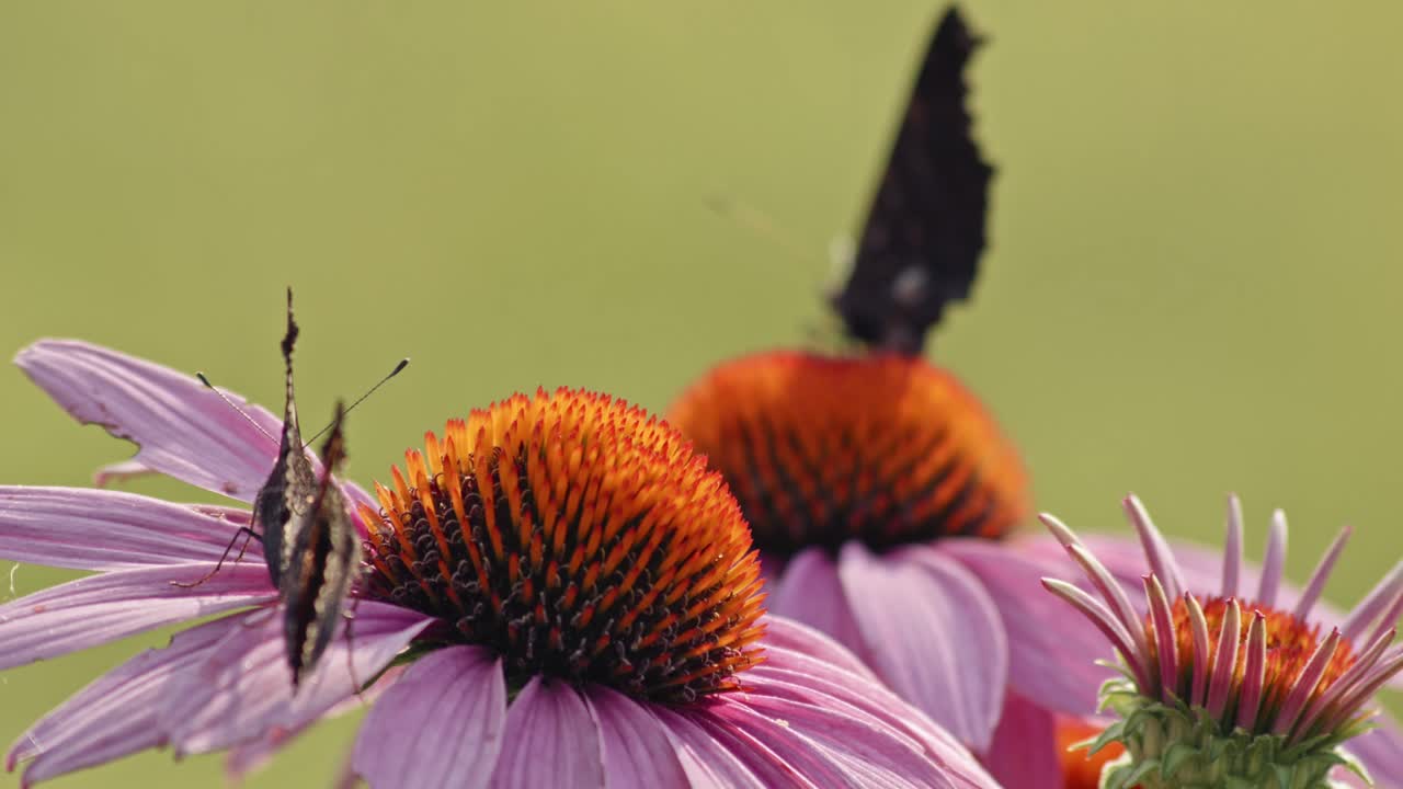 bandada de pequeñas mariposas tortoiseshell comiendo néctar de coneflower púrpura - macro