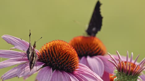 Bandada-De-Pequeñas-Mariposas-Tortoiseshell-Comiendo-Néctar-De-Coneflower-Púrpura---Macro