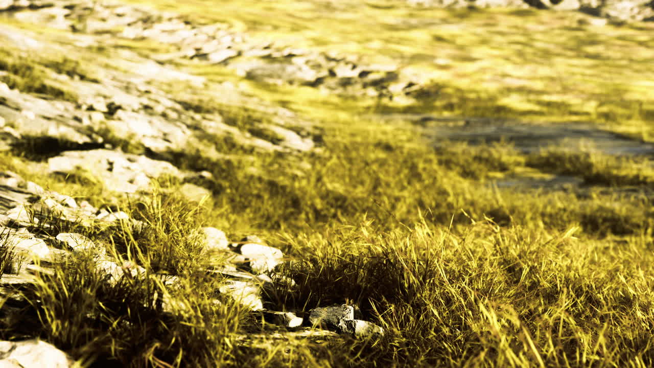 Nature landscape with rocky terrain and golden grass under bright sunlight