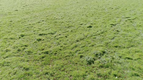 Tracking-from-left-to-right,-a-herd-of-sheep-appear-in-the-shot-looking-at-the-drone-and-then-leave-shot-to-the-left-hand-side