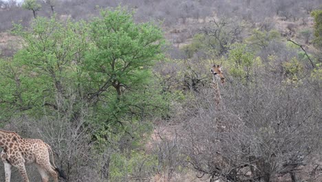 two-wild-giraffe-wandering-through-the-bush-in-Kruger-National-Park-in-South-Africa