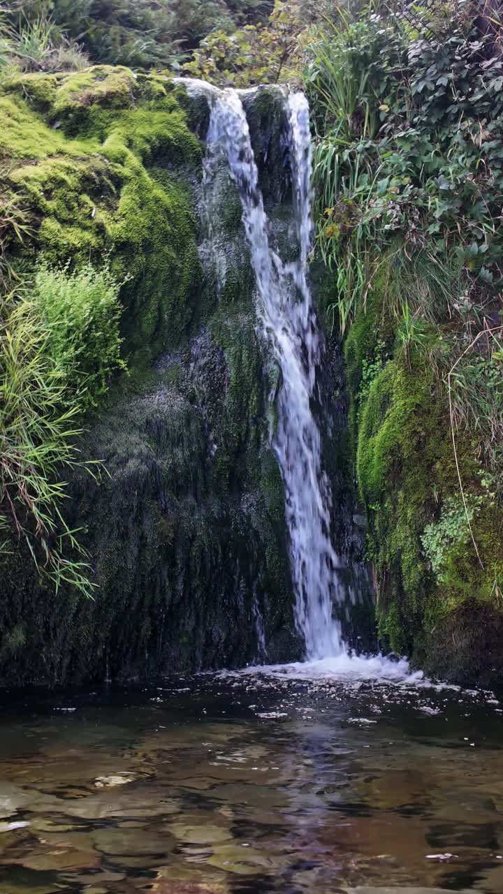 A serene waterfall pours over mossy rocks into a calm pool, surrounded by green foliage. vertical video