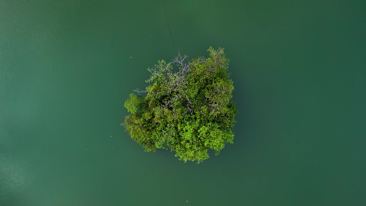 A solitary tree rises from the still green water, its shadow stretching long across the surface, representing strength, balance, and the quiet beauty of nature’s simplicity