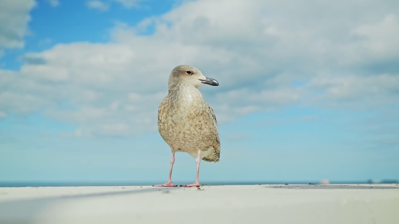 Cinematic slow motion of a seagull looking over the Baltic Sea on sunny day