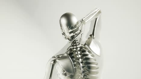 human skeleton bones model with organs