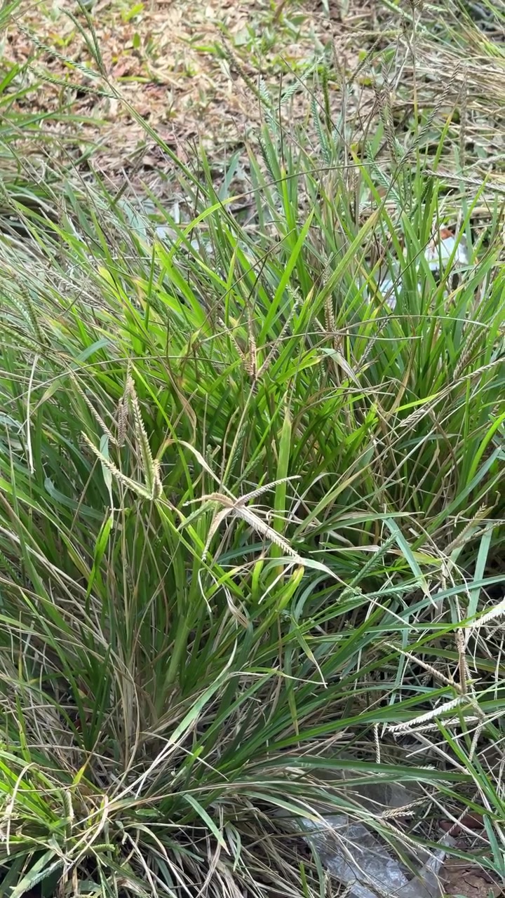 Primo piano di fili d'erba verde che ondeggiano al vento.