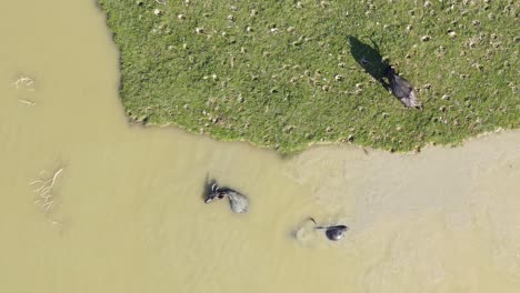 Vista-Aérea-De-Arriba-Hacia-Abajo-Sobre-La-Manada-De-Búfalos-De-Agua-Bañándose-Y-Pastando-En-Humedales-Rurales