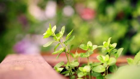 an oregano plant moves gently in the wind