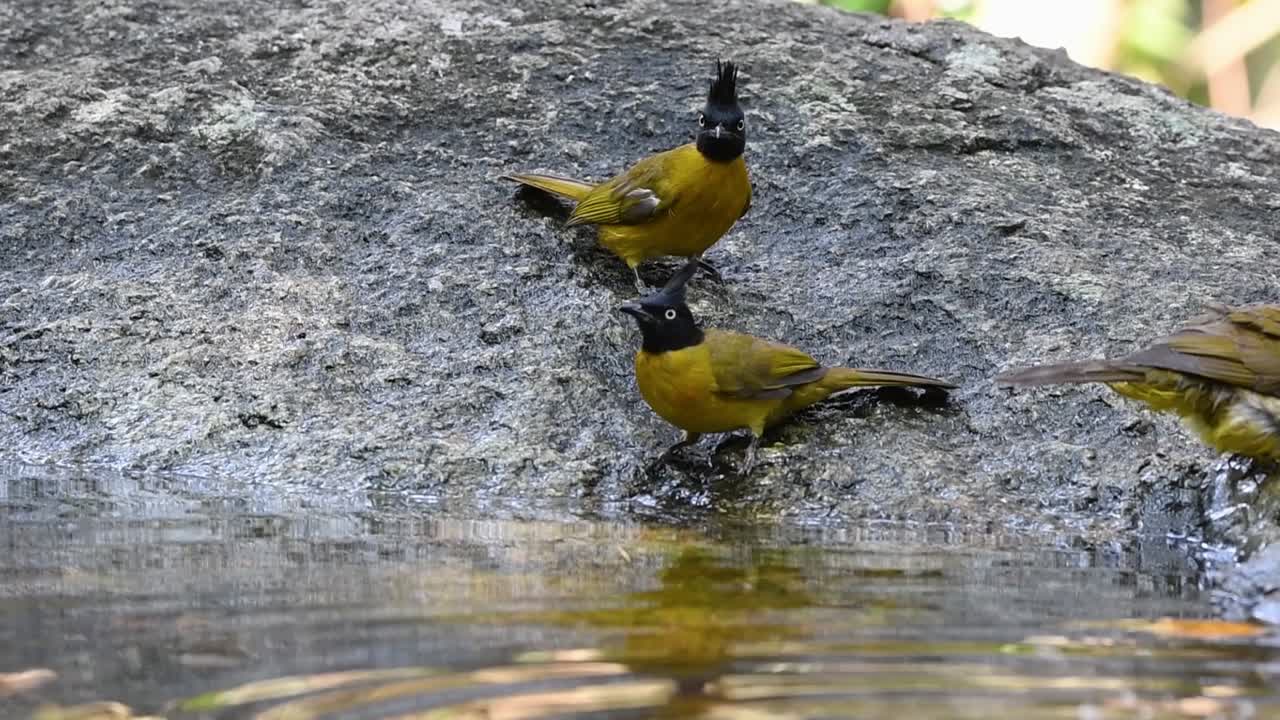 bulbul de cresta negra bañándose en el bosque durante un día caluroso, pycnonotus flaviventris, en cámara lenta