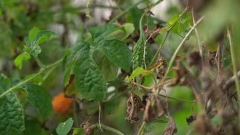 Toma-Panorámica-De-Kerala-Naranja-Madura-En-Vides-Cerasee-Planta-De-Melón-Amargo-Con-Kerala-Colgando-De-Vides-Utilizadas-Para-Hacer-Té-De-Hierbas-Saludable,-Bueno-Para-Bajar-De-Peso