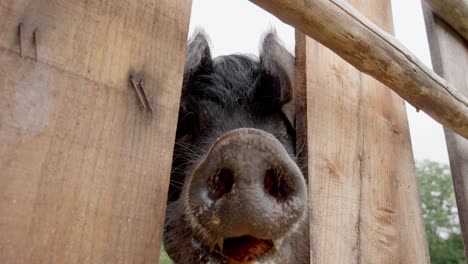 dirty snout of a black pig behind wooden pen