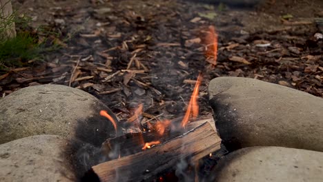 tilt down shot revealing burning logs on hot campfire outdoors in woods