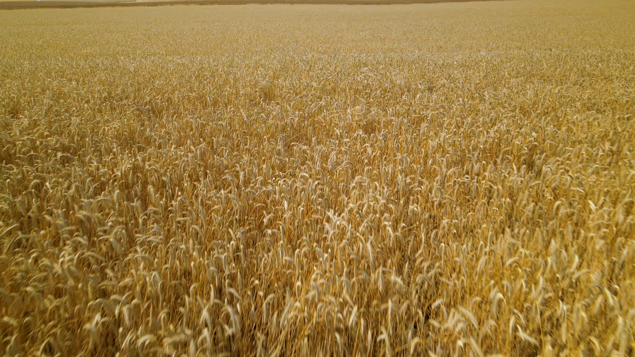 vuelo bajo aéreo sobre campo de trigo listo para ser cosechado zwartowo pomerania, espacio de copia diurno de polonia