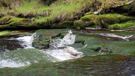 slow moving forest stream waterfall, nature's serenity scene with tranquil pool below, lush greenery and moss-covered stones, sense of peacefulness and untouched beauty of nature in forest ecosystem