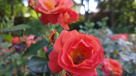 Rosas-Rojas-Brillantes-Que-Florecen-En-Un-Exuberante-Jardín-En-Un-Día-Soleado