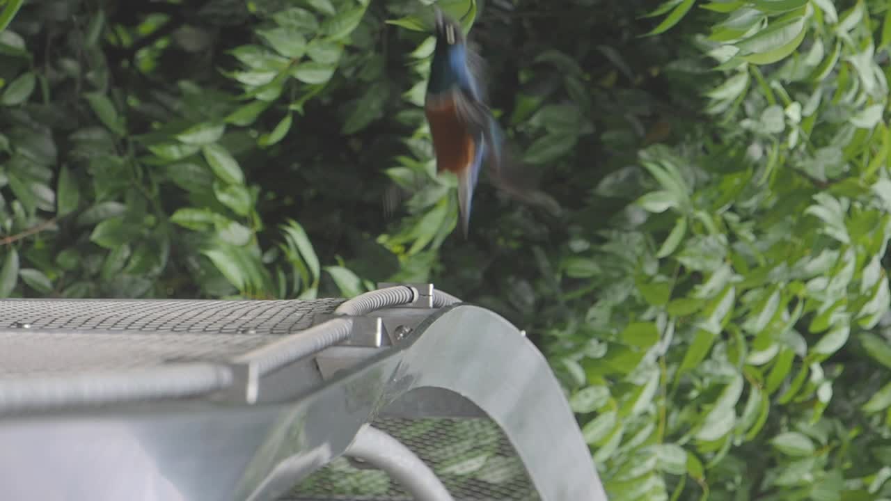 Superb Starling perched on a structure