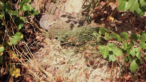 rattlesnake with recent killed rabbit in jaws pulls prey into bushes