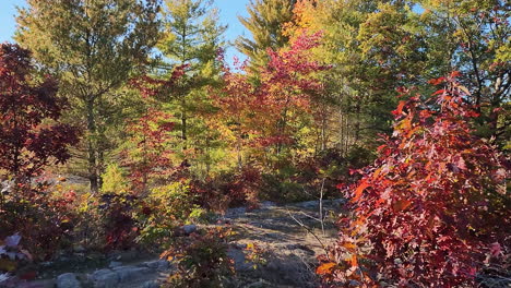 trees with dominant yellow leaves in autumn