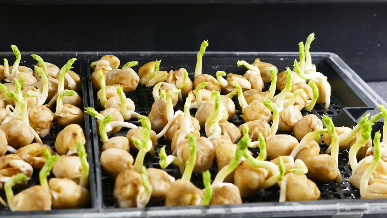 Semi di microgreens di pisello di 7 giorni, annaffiati dal basso