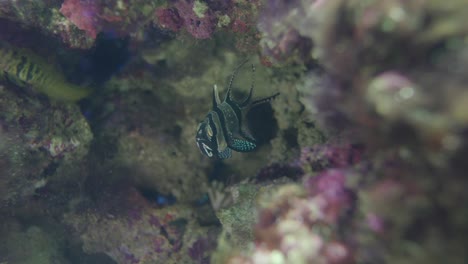 endangered species of banggai cardinalfish floating over the coral reefs together with other tropical fishes and planktons