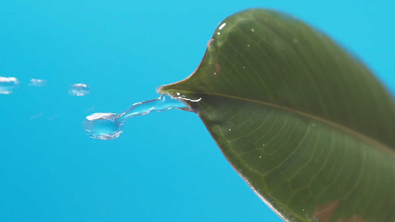 vertical de gotas de agua que gotean de las hojas verdes sobre el fondo azul