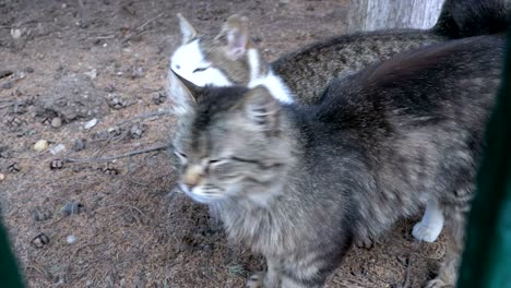 gatos grises sin hogar caminan juntos en el parque