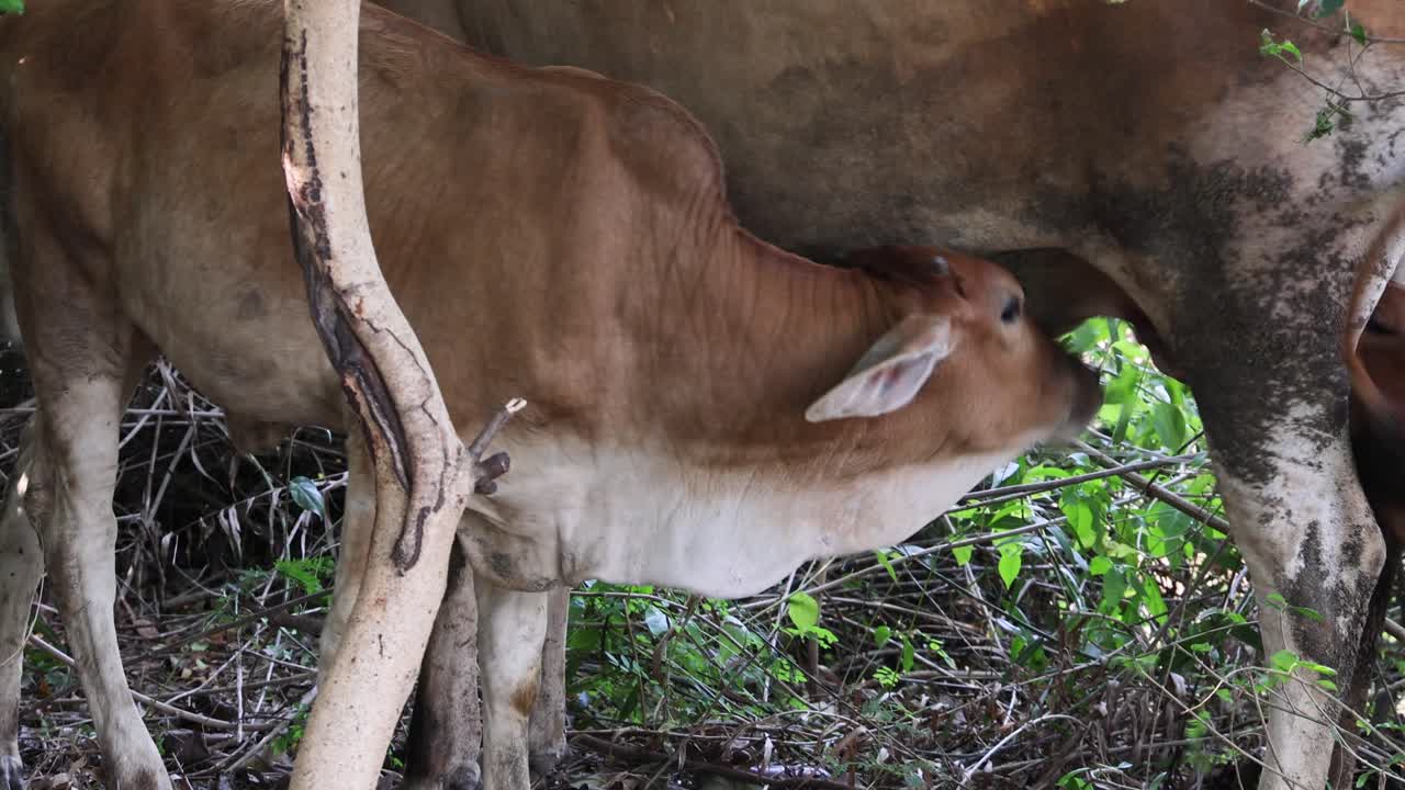 un ternero joven se alimenta de su madre en la naturaleza