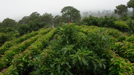 Avocado-Trees-Nursery-At-Uruapan-Michoacan-Mexico