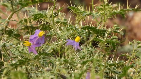 flor silvestre y abeja en flor