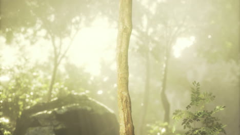 sunlight filters through a serene forest illuminating a tall tree trunk