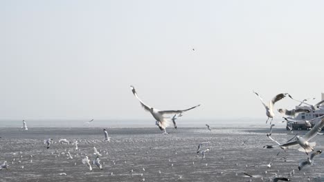 4k of seagulls circling above the mangrove forest at bang pu samut prakan , thailand