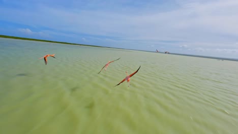 espectacular foto de seguimiento fpv de flamencos rosas salvajes volando sobre el mar tropical a la luz del sol