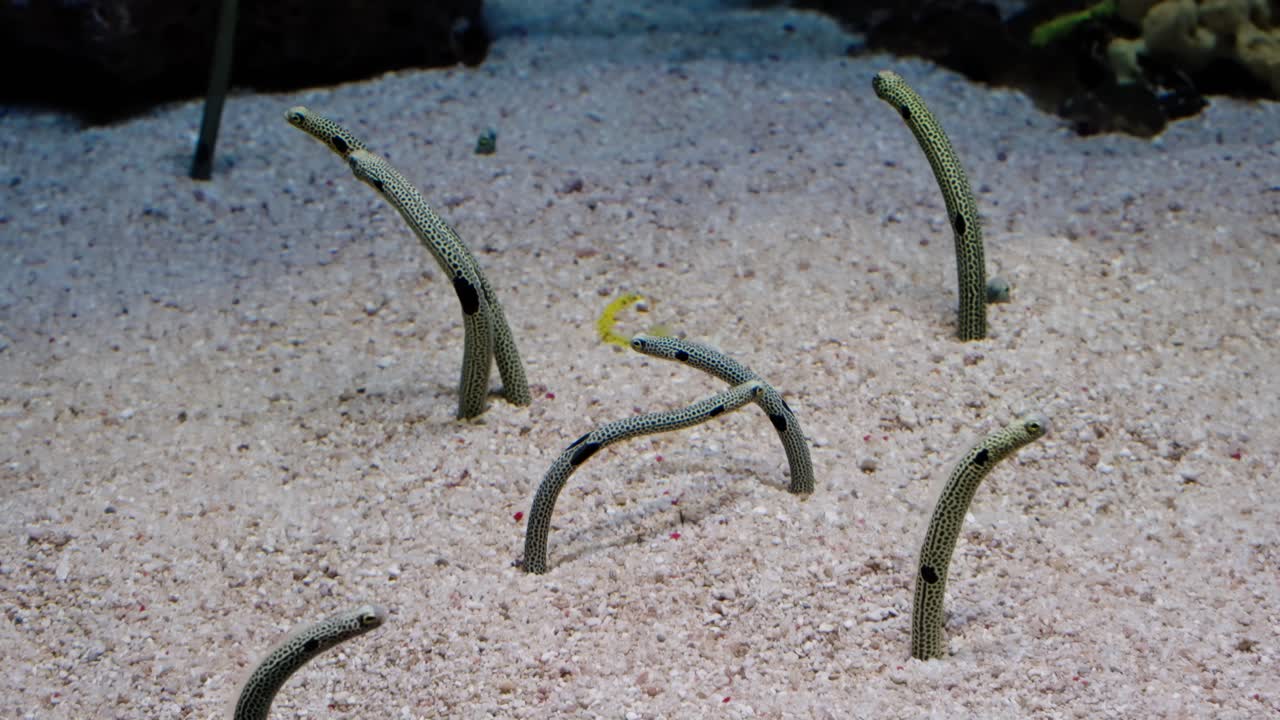 A colony of spotted garden eels (Heteroconger hassi) peeks out from sandy burrows, gently swaying in the current on the seafloor