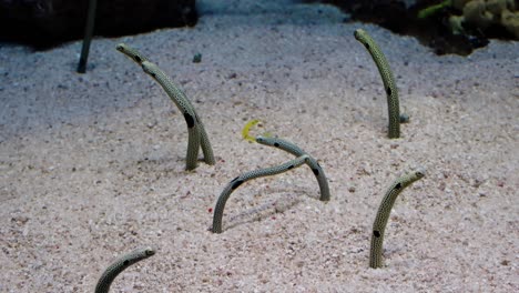 a colony of spotted garden eels (heteroconger hassi) peeks out from sandy burrows, gently swaying in the current on the seafloor