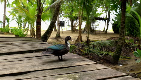 colored duck on a wooden bridge looks around ant then pees