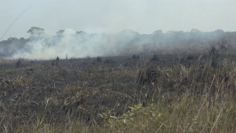 smoke from wildfires in the amazon rainforest fills the sky