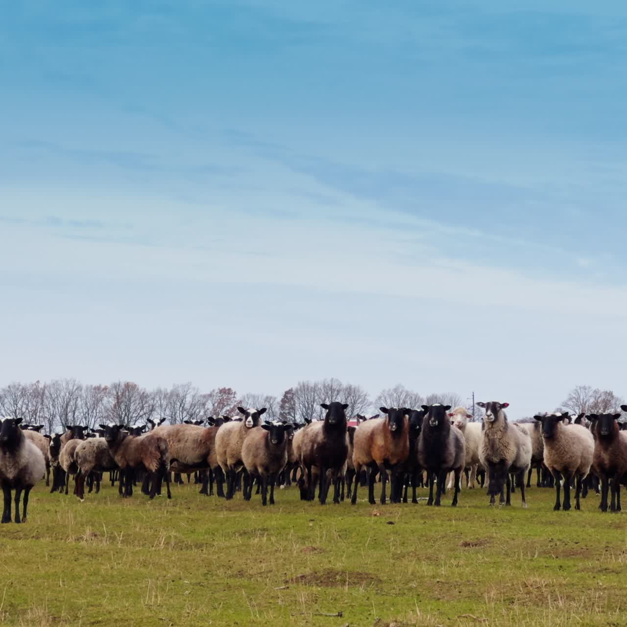 Weiße, graue und braune Schafe mit schwarzer Schnauze in einer großen Herde. Haustiere auf dem Feld schauen in die Kamera