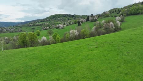 Beauty-of-spring-as-the-drone-glides-above-meadows-adorned-with-blooming-fruit-trees,-passing-an-abandoned-barn,-and-revealing-the-lush-forests