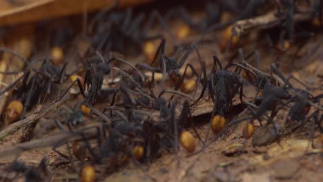 army ants together in a community at one place