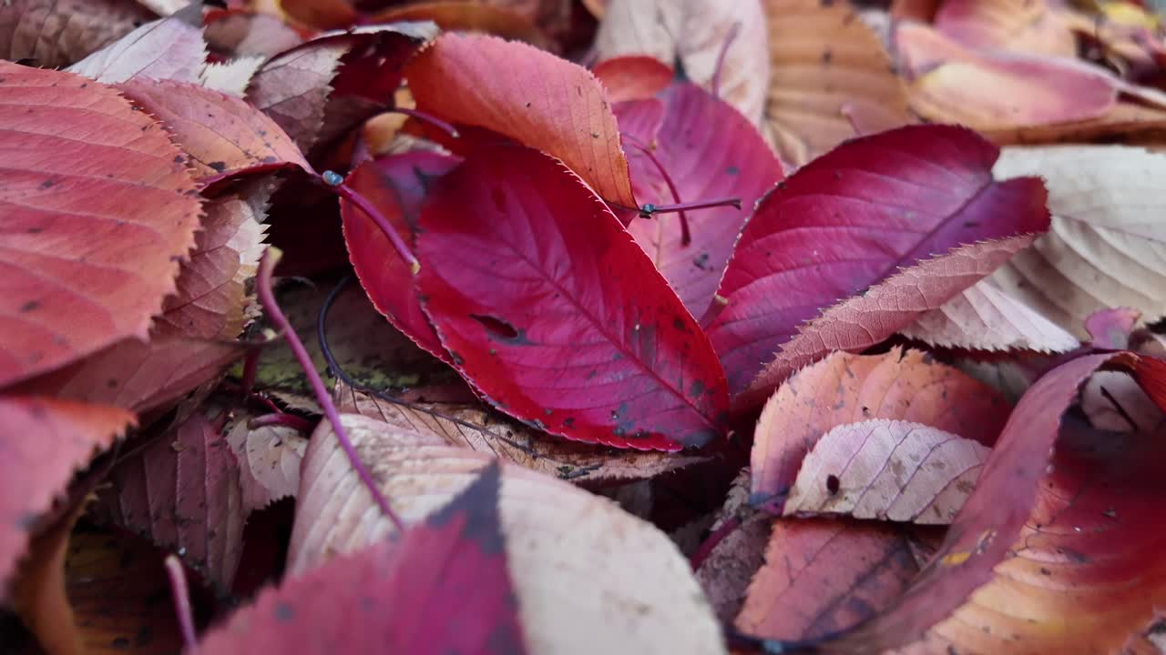 Close-Up View of Vibrant Red Autumn Leaves Lying on the Ground