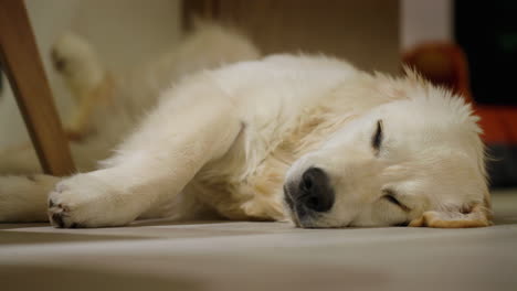 sleepy golden retriever puppy