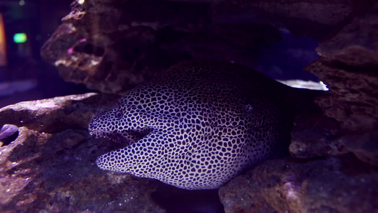 criatura marina en el tanque de peces