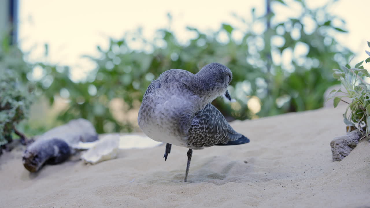Black bellied plover in non-breeding plumage grooming itself