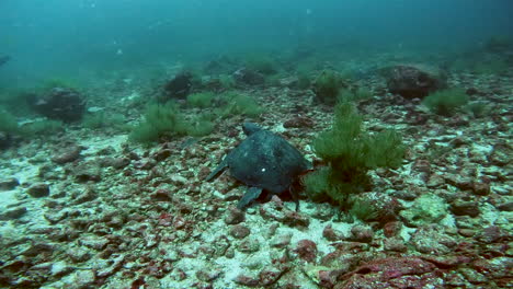 aquatic-shot-of-fish-and-turtle