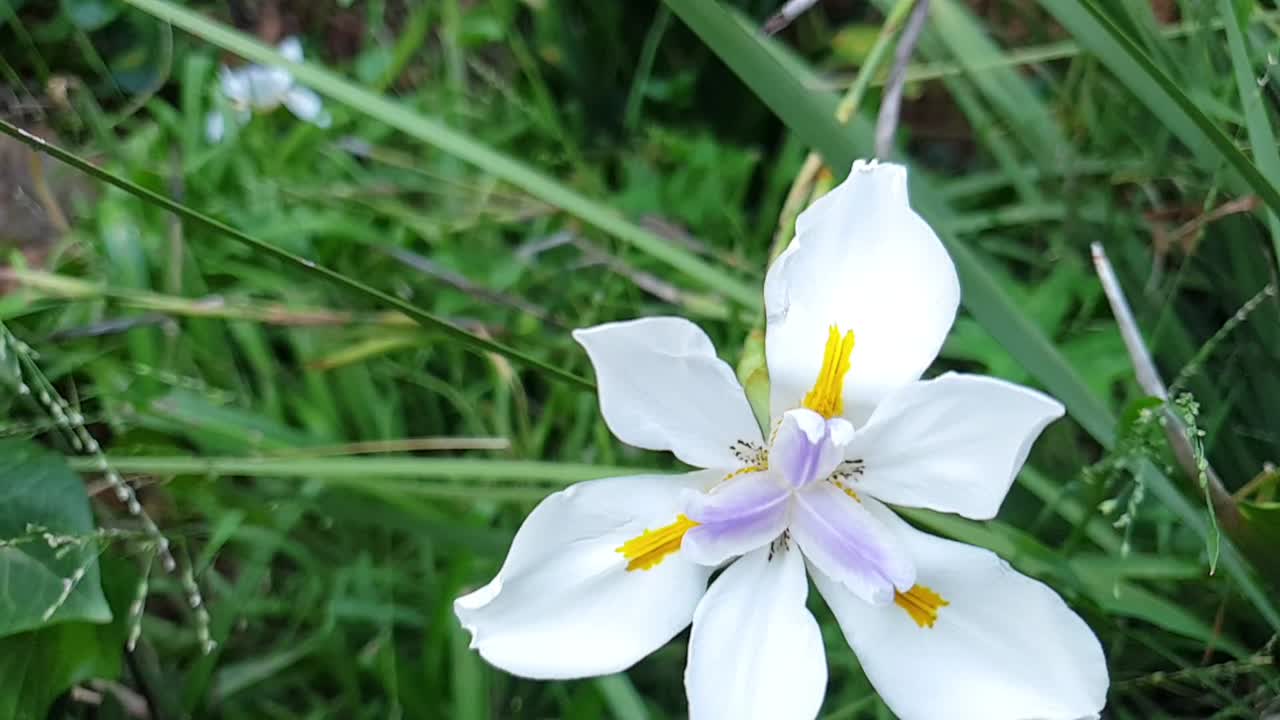 un iris silvestre con flores blancas, un iris japonés, un iris africano con una panorámica en cámara lenta hasta el follaje siempre verde y la hierba verde