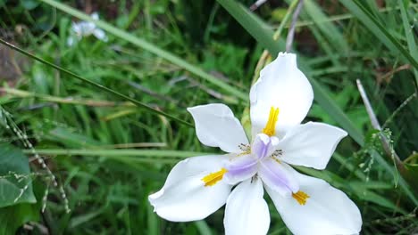 Un-Iris-Silvestre-Con-Flores-Blancas,-Un-Iris-Japonés,-Un-Iris-Africano-Con-Una-Panorámica-En-Cámara-Lenta-Hasta-El-Follaje-Siempre-Verde-Y-La-Hierba-Verde