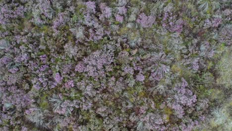 Imágenes-Aéreas-De-Arriba-Hacia-Abajo-De-Brezos-En-Flor-En-El-Verano