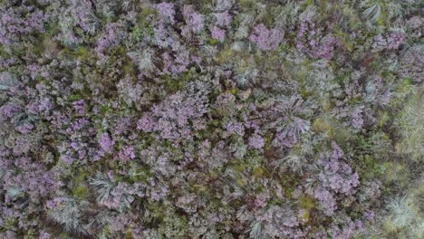 imágenes aéreas de arriba hacia abajo de brezo en flor en el verano
