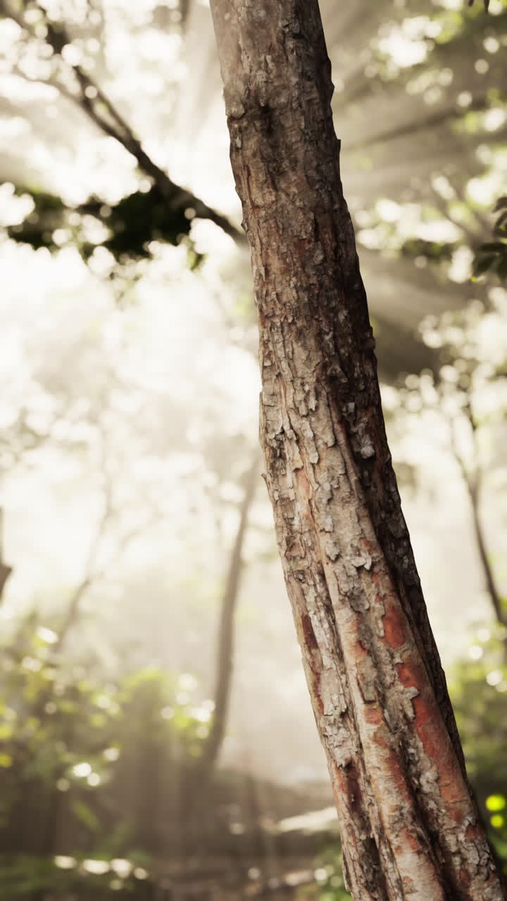 Sunlight Through the Trees in a Misty Forest