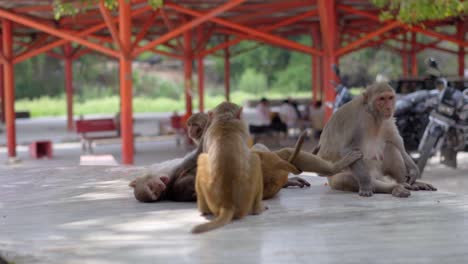 some monkeys are sitting and having fun closeup view